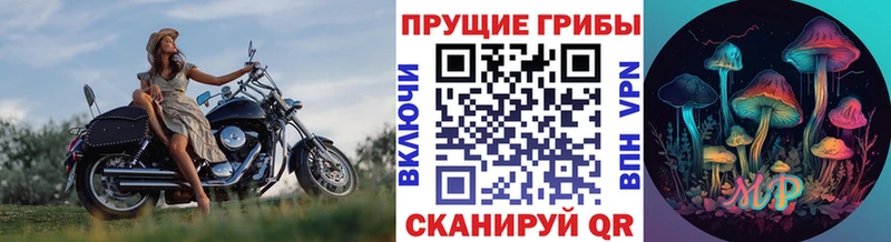Купить где  Кашин  Псилоцибиновые грибы прущие грибы 